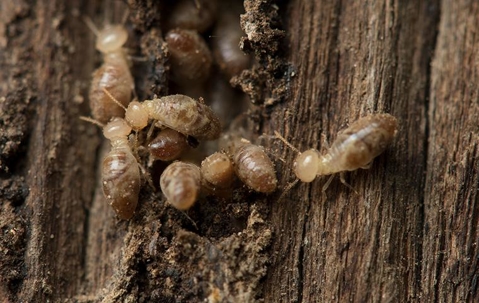 group of termites eating wood