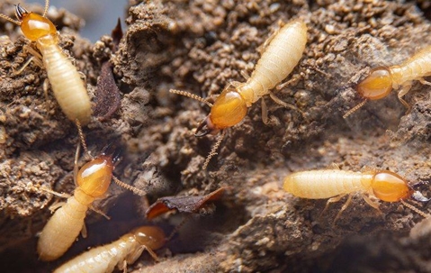 Termites crawling on rotten wood.
