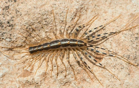 House centipede on a rock surface.