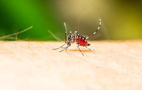 Mosquito biting a persons skin