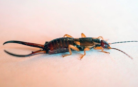 Earwig