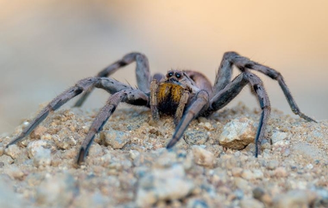 Wolf spider sitting on a pile of rocks and dirt