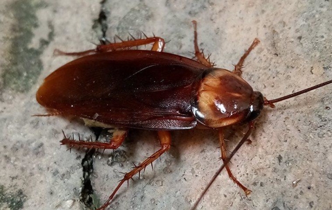 Cockroach on a concrete wall.