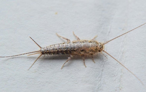 silverfish on a white floor