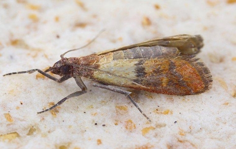 pest with wings on a white and yellow rock