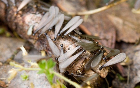 group of termites on a branch