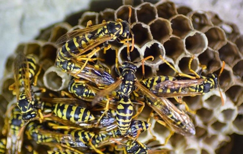 Paper wasps nest.