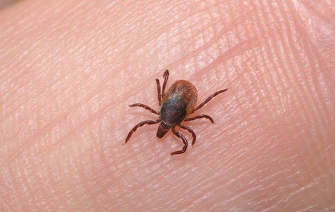 Tick crawling on someone's skin.