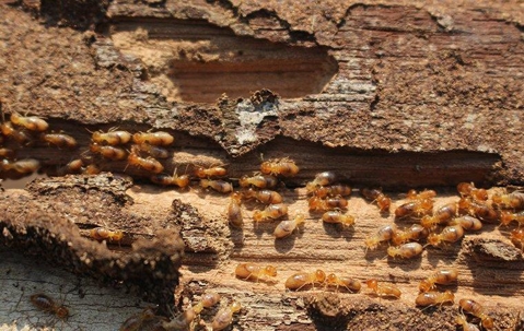 group of termites eating a log of wood