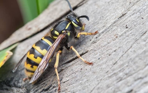 Wasp