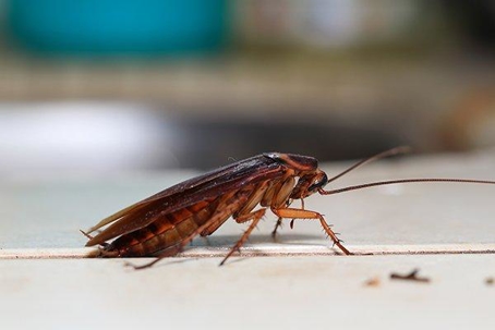 a cockroach crawling in a kitchen