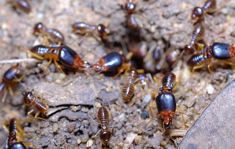 group of termites climbing on dirt