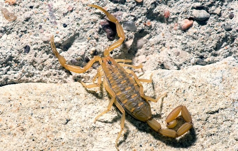 scorpion