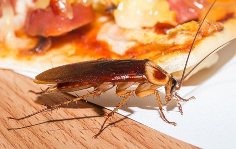 cockroach
