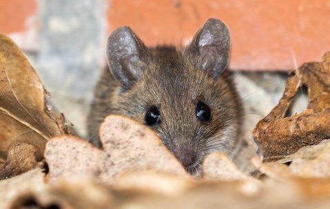 House mouse hiding among dried leaves.