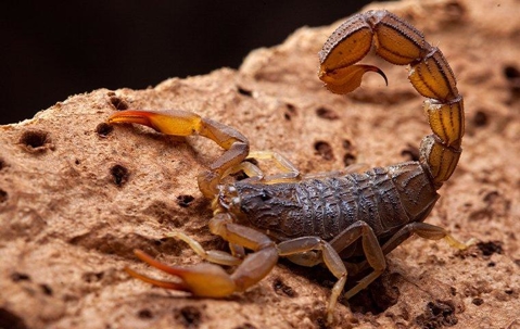 Scorpion on a log.