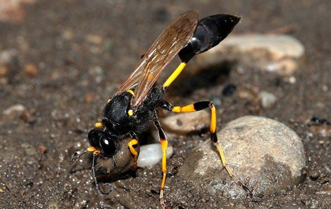 wasp on a rock in dirt