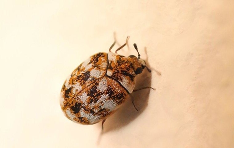 Carpet beetle in a home