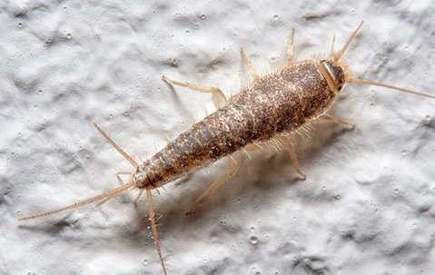 Silverfish on a wall