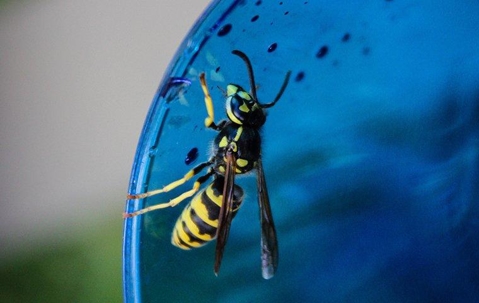 wasp climbing on a cup with water