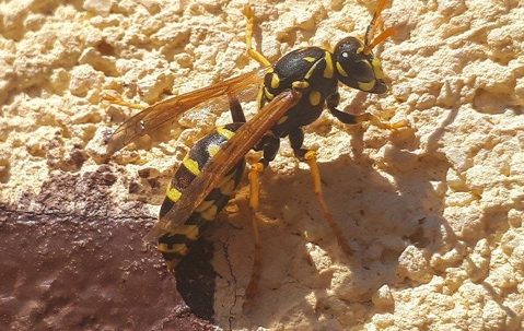 wasp climbing on a rock