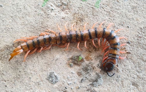 centipede on the ground