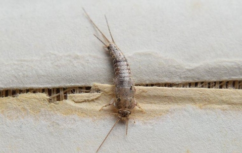 Silverfish crawling on the wrinkled pages of a book.