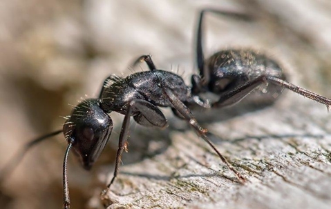 Carpenter Ant crawling on wood.