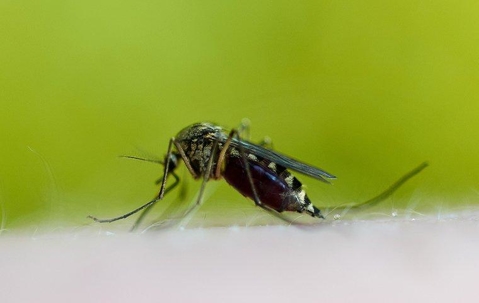 Mosquito with a green background sitting a persons arm