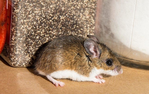 mouse in front of grains in a container
