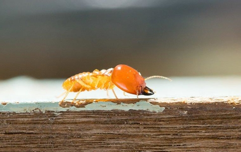 Termite crawling on wood.