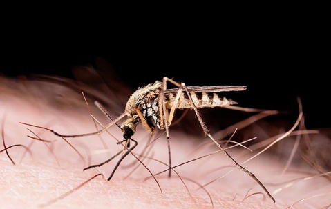 A mosquito biting and spreading disease