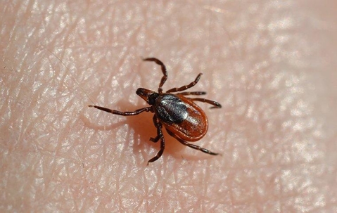 zoomed in on a tick on a persons body