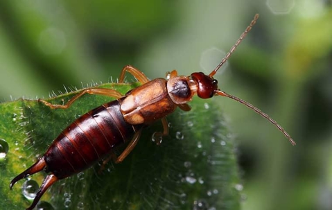 Earwig on a wet leaf.