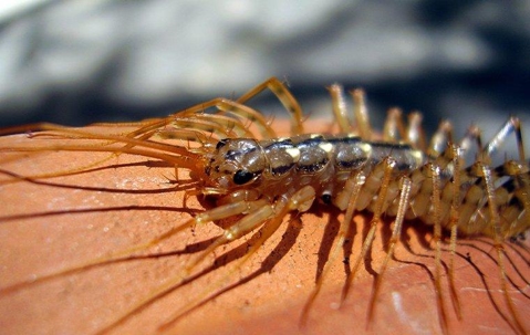 Centipede crawling on red surface