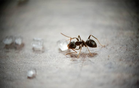 ant on a white surface