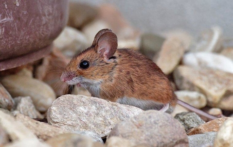 Mouse on rocks outdoors.