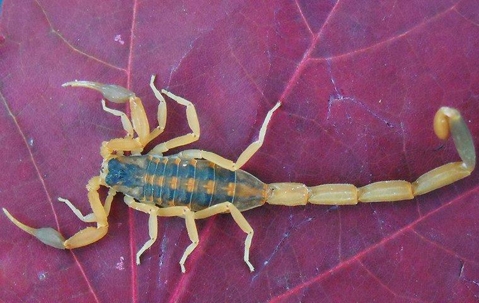 Scorpion crawling on a red leaf.