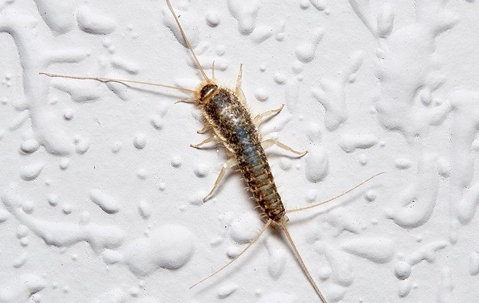 silverfish