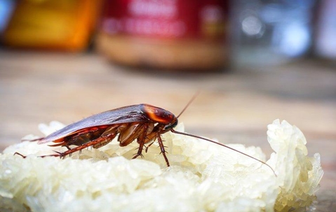 Cockroach eating rice off a table top.