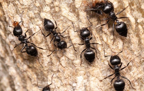Acrobat Ants crawling on a log.