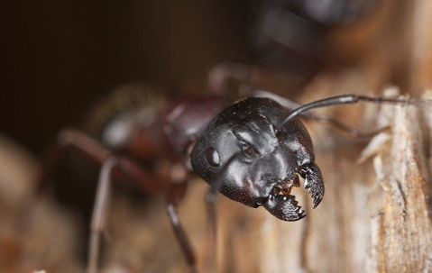 Carpenter ant crawling on wood.