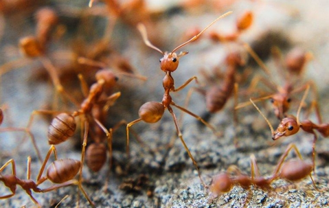 Fire ants climbing over rock