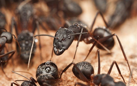 group of black ants on brown rocks