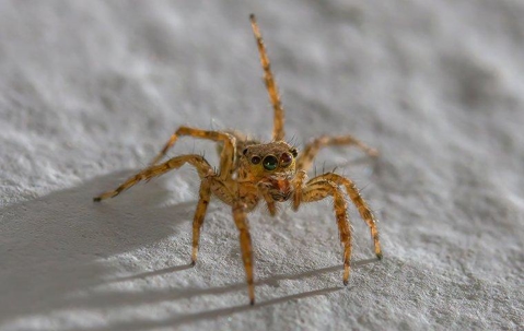 Jumping Spider crawling on a gray stone surface.