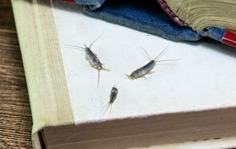 Three Silverfish crawling on a book.