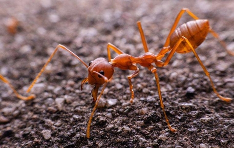 Fire Ant crawling on the ground.