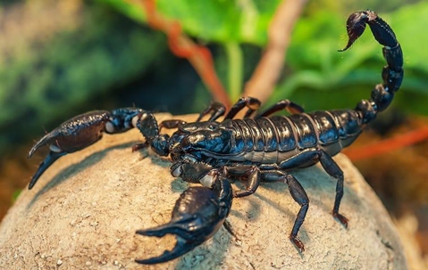 scorpion