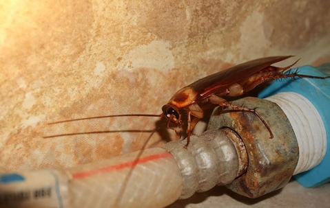 roach climbing on a hose