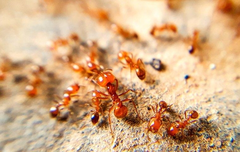 group of ants on dirt